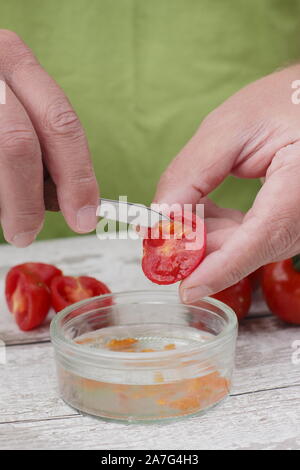 Solanum Lycopersicum. Speichern tomatensamen von Ausportioniertem Samen in Wasser ihre Beschichtung zu entfernen, bevor sie trocknen und lagern. Stockfoto