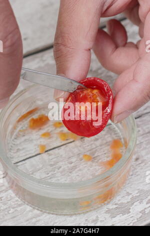 Solanum Lycopersicum. Speichern tomatensamen von Ausportioniertem Samen in Wasser ihre Beschichtung zu entfernen, bevor sie trocknen und lagern. Stockfoto