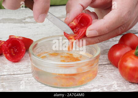 Solanum Lycopersicum. Speichern tomatensamen von Ausportioniertem Samen in Wasser ihre Beschichtung zu entfernen, bevor sie trocknen und lagern. Stockfoto