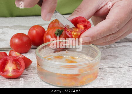 Solanum Lycopersicum. Speichern tomatensamen von Ausportioniertem Samen in Wasser ihre Beschichtung zu entfernen, bevor sie trocknen und lagern. Stockfoto