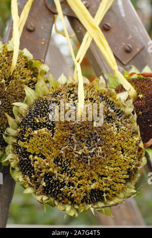 Helianthus annuus. Sonnenblumenkerne Köpfe Futterhäuschen im häuslichen Garten in Derbyshire, Großbritannien Stockfoto