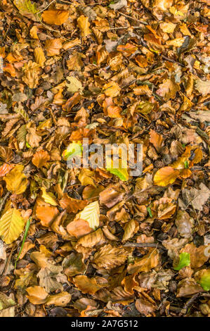 Laub und die Muttern auf der Erde, in einem Buche im Herbst Stockfoto