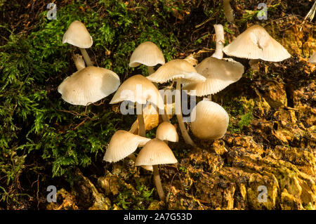 Eine gemeinsame Pilz ffound wie in diesem Fall auf Hartholz Baumstümpfen Stockfoto