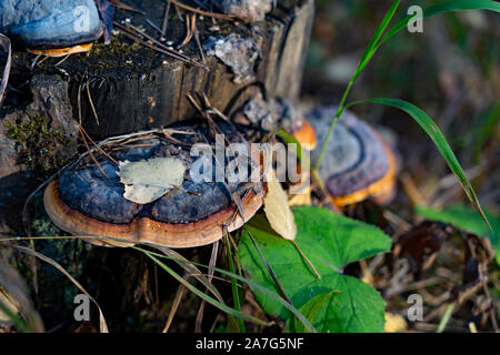 Pilze auf baumstumpf mit grünem Moos und Blätter im Herbst im sonnigen Wald. Pilze im Herbst Wald. Stockfoto