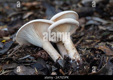 Close Up Wilde trooping Pilze Trichter auf dem Waldboden im Herbst, Großbritannien Stockfoto