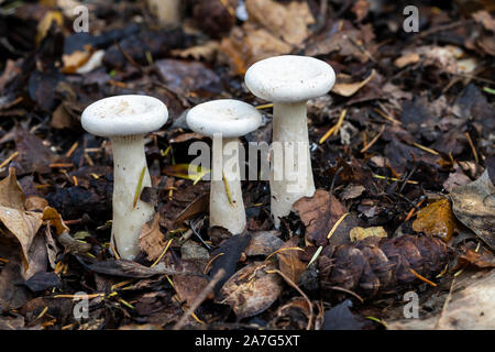 Nahaufnahme von 3 wilden Trichter weißer Pilze auf dem Waldboden im Herbst, England, Großbritannien Stockfoto