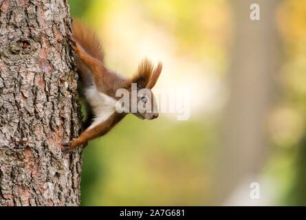 Eurasischen Eichhörnchen (Sciurus vulgaris) blickt hinter Baumstamm von Kiefer (Pinus), Berlin, Deutschland Stockfoto