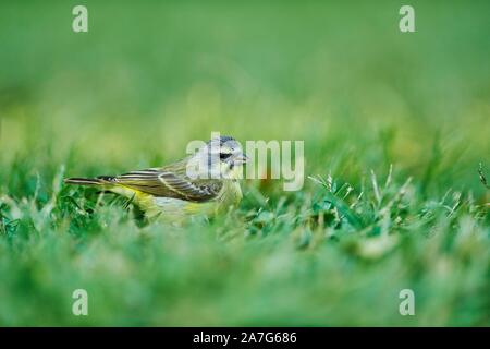 Gelbe Fassade, Kanarienvogel (Serinus Mozambicus) im Gras, Oahu, Hawaii, USA Stockfoto