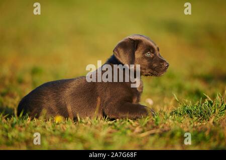 Labrador Retriever Welpen liegen auf einer Wiese, Deutschland Stockfoto