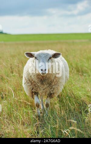 Inländische Schafe (Ovis aries) auf den Salzwiesen, Nordsee, Ostfriesland, Niedersachsen, Deutschland Stockfoto