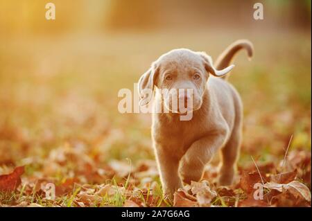 Labrador Retriever puppie zu Fuß auf einer Wiese im Herbst, Deutschland Stockfoto