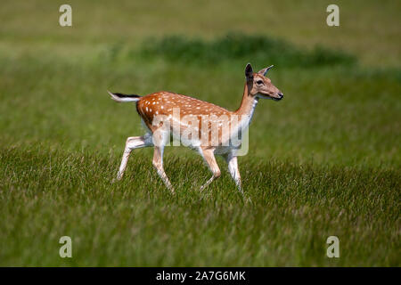 Damwild (Dama Dama), Häufig: Kastanie Fell mit weißen mottles, ist es im Sommer mit viel dunkler, unbefleckt Mantel im Winter ausgesprochen. Stockfoto