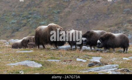 Moschus Ochsen (Ovibos moschatus) im Herbst Landschaft, Fjall, Herde, dovrefjell-sunndalsfjella Nationalpark, Norwegen Stockfoto