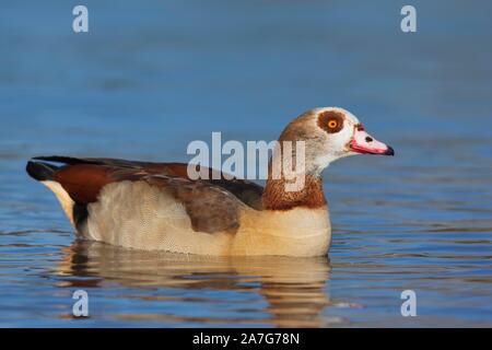 Nilgans (Alopochen aegyptiacus), in Wasser, Deutschland Stockfoto