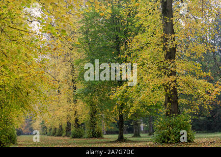 Aututmn in Kalk Avenue in Westonbirt Arboretum, Gloucestershire, England, Großbritannien Stockfoto