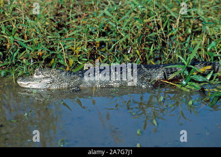 CHINESE ALLIGATOR Alligator sinensis, in Wasser, durch die Vegetation. Stockfoto