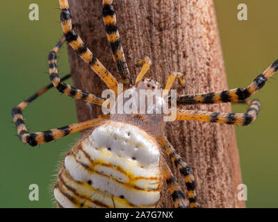 Nahaufnahme des Kopfes und cephalophorax einer gebänderten Garden Spider Argiope trifasciata, auf einem Ast. Dieses große Art ist rund um die w gefunden Stockfoto