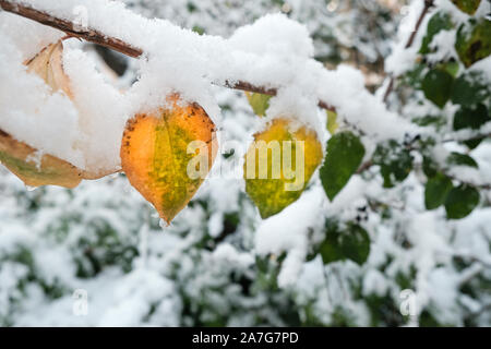 Zweig mit gelben und grünen Blättern im späten Herbst oder frühen Winter unter dem Schnee nach dem ersten Schneefall Stockfoto