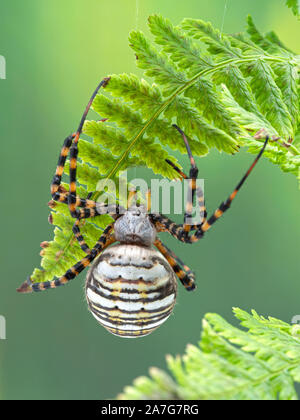 Gebänderte Garden Spider Argiope trifasciata, ruht unter einer Farn Wedel. Dorsalansicht. Dieses große Art ist auf der ganzen Welt einschließlich Europa gefunden Stockfoto