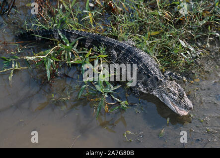 CHINESISCHES ALLIGATOR (Alligator sinensis). STARK GEFÄHRDETE ARTEN. Dorsale Ansicht, volle Länge. Skaliertes Hautmuster. Am Wasser. Feuchtgebiete. Endemische en Stockfoto