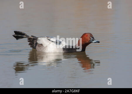 Gemeinsame, pochard Aythya ferina, mittelgroß Diving duck Zucht in Sümpfen in viel von Europa. Stockfoto