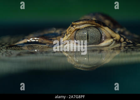 AMERICAN ALLIGATOR (Alligator mississipiensis). Auge Detail auf der Wasseroberfläche. Stockfoto