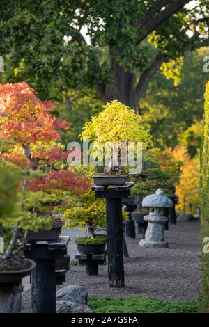 Morus nigra. Bonsai-Maulbeerbaum unter anderem Bonsai-Bäume mit Herbstlaub in RHS Wisley Gardens, Surrey, England Stockfoto