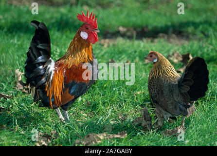 BANTAM HUHN Paar, Mann auf der linken dekorative Vielfalt Gold Niederländisch Stockfoto