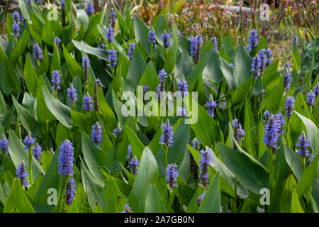 Pontederia cordata in Blume, auch als pickerel Unkraut- oder pickerel Rush bekannt, es handelt sich um eine Wasserpflanze mit Ursprung aus Amerika Stockfoto