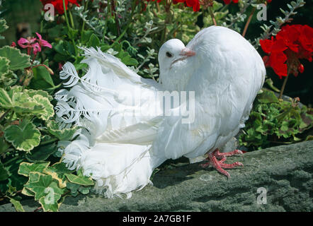 WHITE GARDEN FANTAIL TAUBE Stockfoto