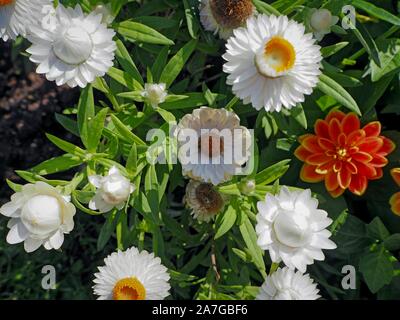 Weiß und Orange Blumen im Garten vor dem Schloss Mirabell in Salzburg, Österreich, fotografiert von ganz oben Stockfoto