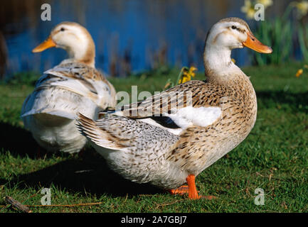 SILBER APPLEYARD ENTEN Allround-Utility Hausrasse. Selektiv aus wilden Vorfahren Mallard gezüchtet, (Anas platyrhynchos). Stockfoto