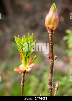 Knospende Blätter wachsen auf Kalifornien buck Auge Baum Stockfoto