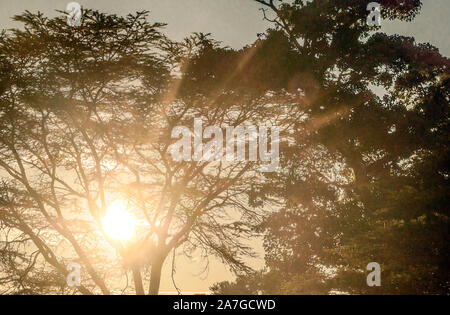 Sonnenuntergang hinter dem Zweige eines Baumes in Kenia Stockfoto