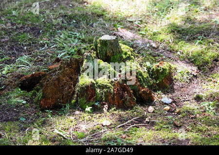 Überreste einer verfallenden Baumstumpf in Moos bei einem Sommertag abgedeckt. Stockfoto