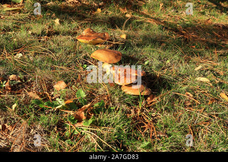 Suillus bovinus auch als Jersey Kuh Pilz bekannt Stockfoto