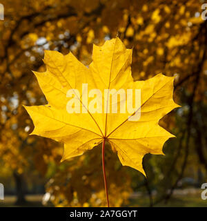 Einzelne gelbe maple leaf Stockfoto