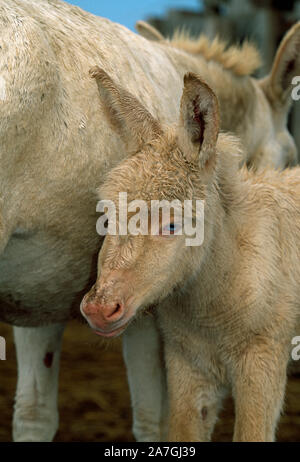 Inländische Esel Fohlen, Albino. (Equus asinus). Ungarn Stockfoto