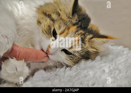 Eine Sibirische Waldkatze kitten lecken ein Finger, an der Nationalen Pet Show. Stockfoto