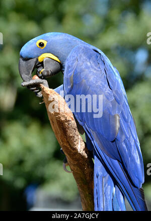 Hyazinthara, Papagei, im Tropical Birdland, Lindridge Lane, Desford, Leicestershire, Großbritannien Stockfoto