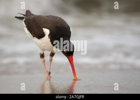 Austernfischer Herauf ein Sand Flohmarkt auf die ABSCHÜSSIGE eines Cape May Beach Stockfoto