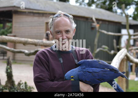 Hyazinthara, Papagei, im Tropical Birdland, Lindridge Lane, Desford, Leicestershire, Großbritannien Stockfoto