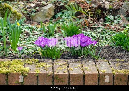 Lila Krokusse blühen neben Wand vor Garten des Hauses im Frühjahr Stockfoto