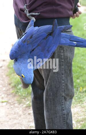 Hyazinthara, Papagei, im Tropical Birdland, Lindridge Lane, Desford, Leicestershire, Großbritannien Stockfoto