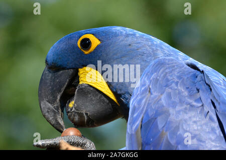 Hyazinthara, Papagei, im Tropical Birdland, Lindridge Lane, Desford, Leicestershire, Großbritannien Stockfoto