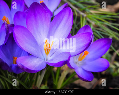 Detaillierte Ansicht von violett rosa Crocus an einem sonnigen Tag im späten Winter, close-up. Stockfoto