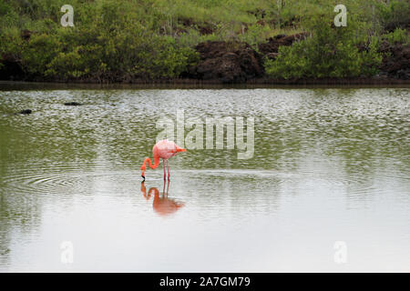 Ein rosa Flamingo steht im Wasser auf den Galapagos Inseln Stockfoto