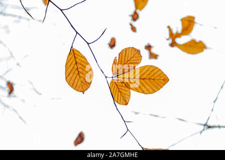 Baum Blätter (Trockene Blätter, grüne Blätter, Verschüttetes Blätter) Stockfoto