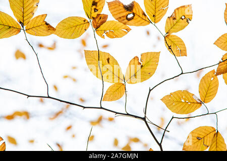 Baum Blätter (Trockene Blätter, grüne Blätter, Verschüttetes Blätter) Stockfoto