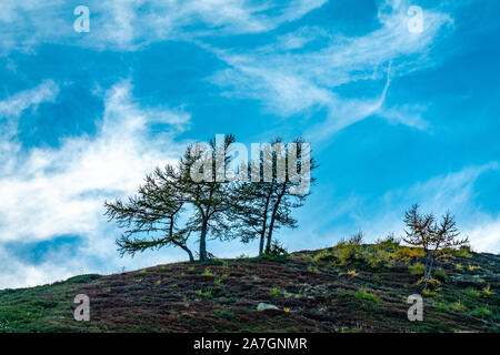 Silhouetten von zwei einsamen windswept mountain pine Bäume vor blauem Himmel auf einem Hügel im Naturpark Texelgruppe in Italien Stockfoto